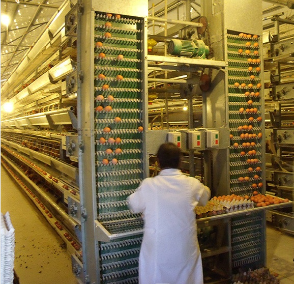 100,000 birds automatic poultry layer farm layout and poultry equipment in Nigeria