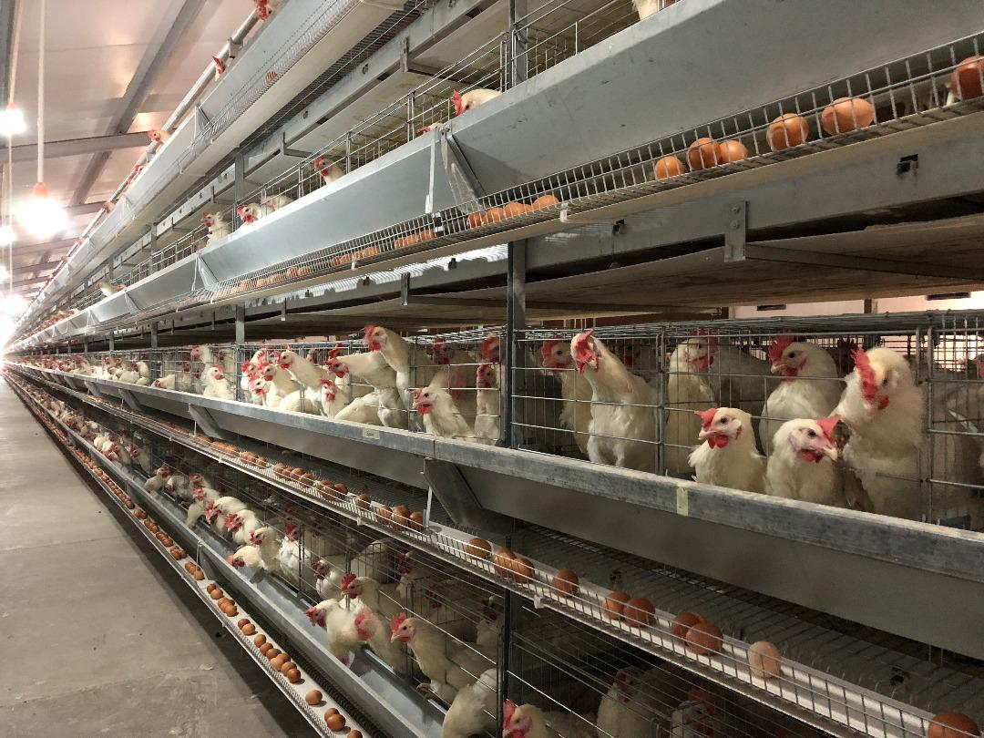 How to start one large farm well in Nigeria