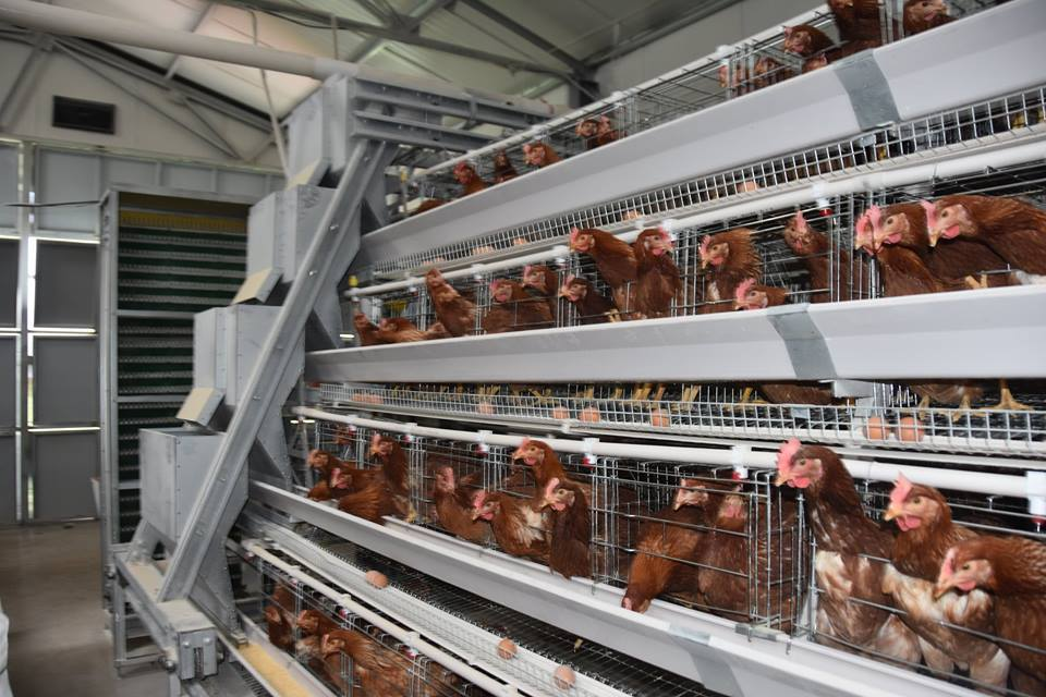 Automatic poultry farm layer battery cage system in Nigeria