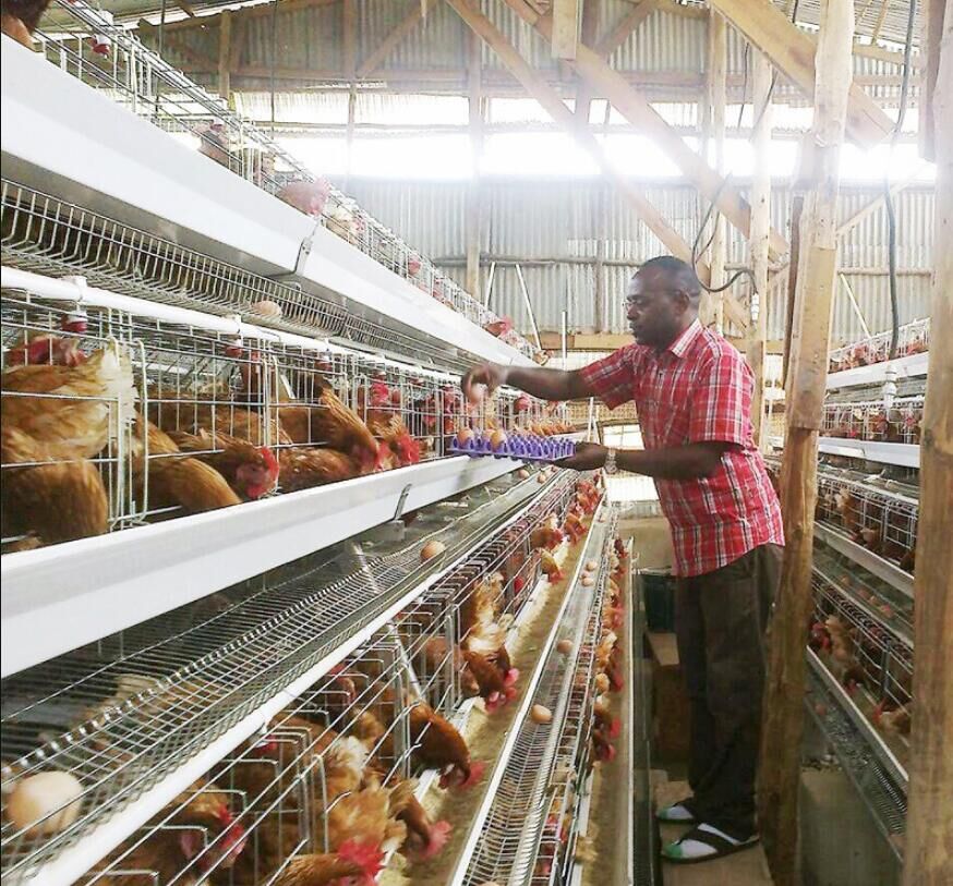 Automatic systems for H type poultry cage for layers