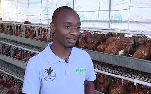 How to increase egg laying rate using poultry chicken cage