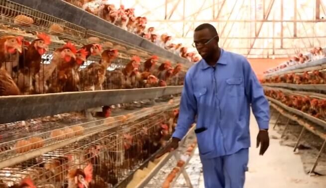 How to use battery cage to solve challenges facing poultry farming
