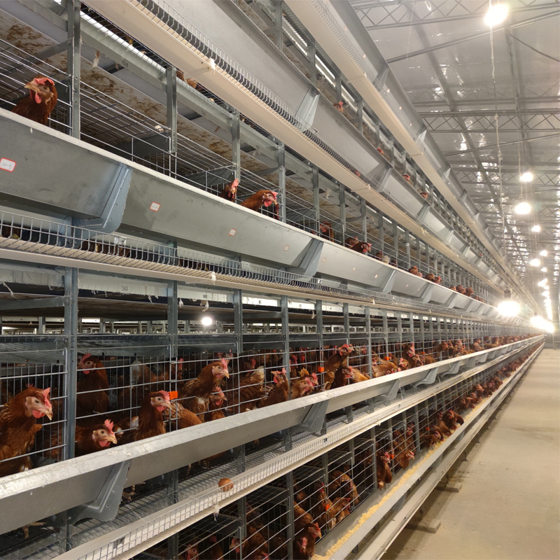 Why choose the automatic system for large farm in Nigeria