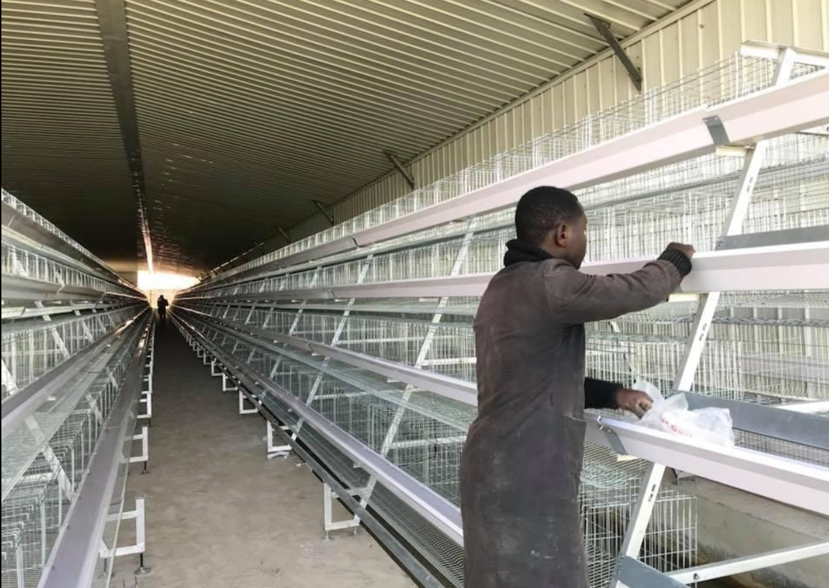Popular model of commercial layer chicken cage systems are specialized housing setups crafted for high efficiency and large scale egg production in poultry farming