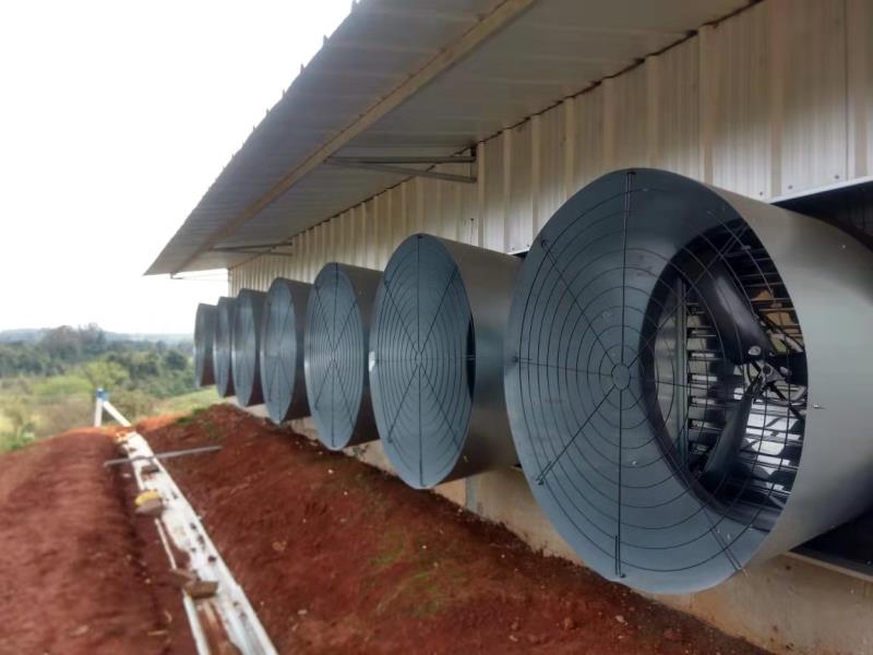 Automatic chicken cage system poultry house plans for 500,000 chickens