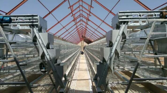 What is layer chicken cage layout in poultry farm