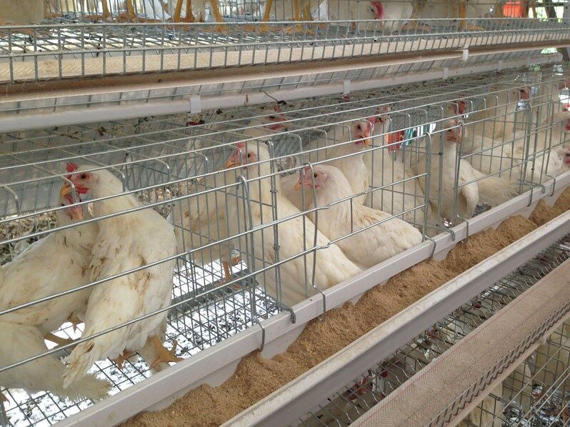 How to choose the right poultry cage in the growth cycle of egg laying chicken