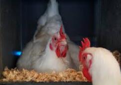 The development history and basic structure of chick broiler cage