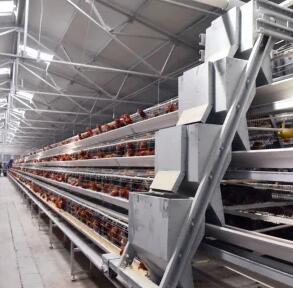 How it works about the automatic chicken battery cage system