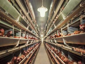 Detailed introduction of advantages and precaution of using an automatic battery cage design