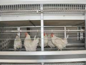 Introduction to battery cage in poultry farming