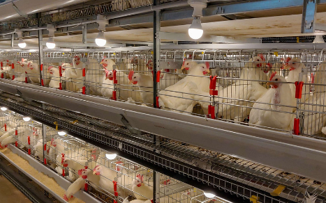 Chicken battery cage system in Nigeria poultry farm