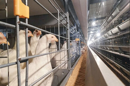 Our company finished 200,000 birds capacity batter