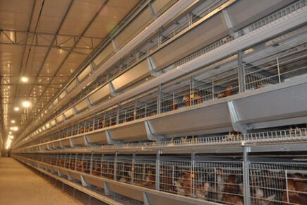 Our company finished 200,000 birds capacity batter