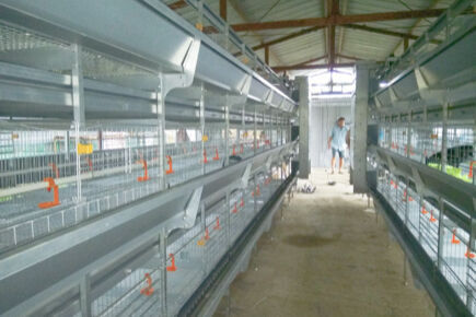 Battery Cage System: The Future Of Poultry Farming?