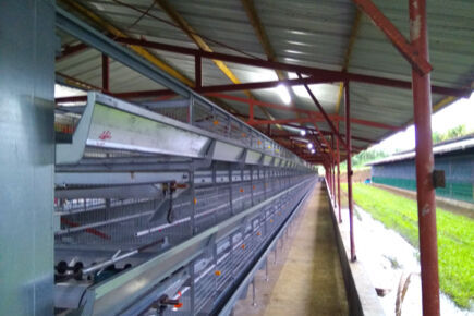 Our company finished layer project with 50m by 14m by 4.0m poultry house