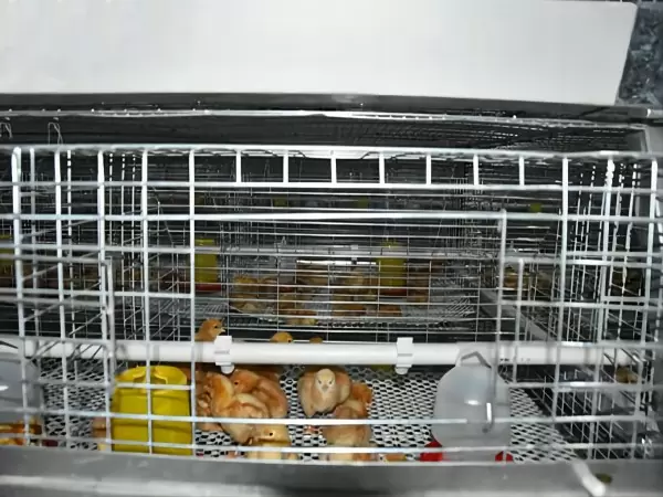 Broiler chicken cage, 10,000 - 30,000 broilers/house, manual broiler harvesting, automatic A type broiler chicken cage