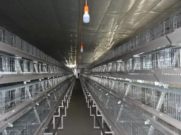 Broiler chicken cage, 10,000 - 30,000 broilers/house, manual broiler harvesting, automatic A type broiler chicken cage