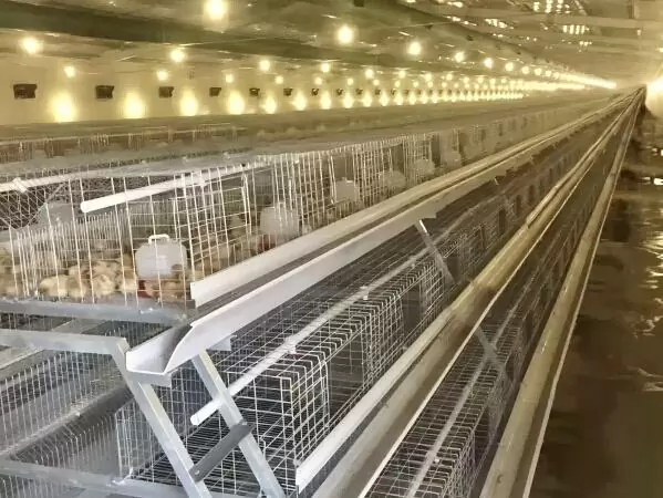 Broiler chicken cage, 10,000 - 30,000 broilers/house, manual broiler harvesting, automatic A type broiler chicken cage