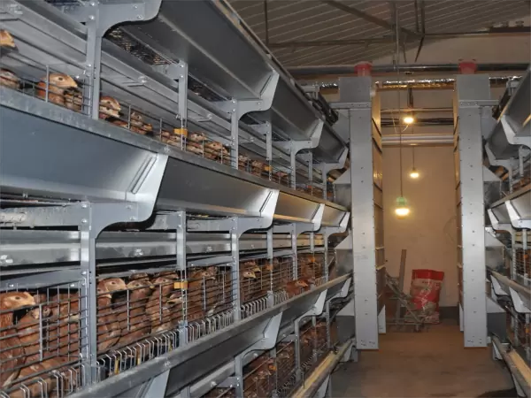 Pullet chicken cage, >30,000 pullets/house, automatic H type pullet chicken cage, manual harvesting