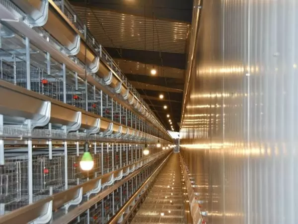 Pullet chicken cage, >30,000 pullets/house, automatic H type pullet chicken cage, manual harvesting