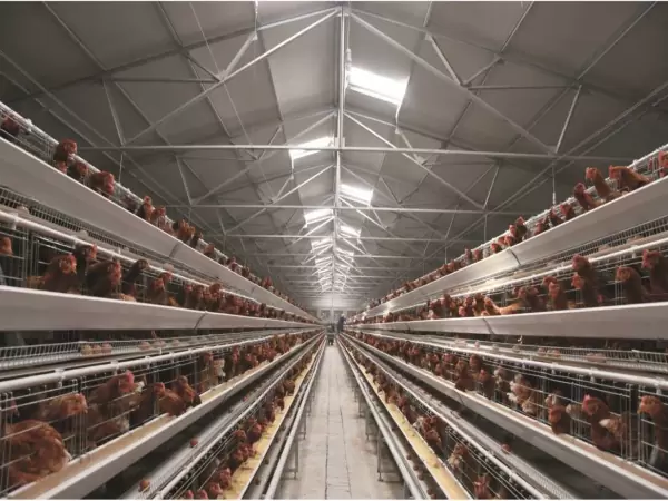 Layer chicken cage, 10,000 - 30,000 layers/house, automatic A type layer chicken cage