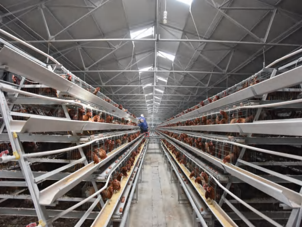 Layer chicken cage, 10,000 - 30,000 layers/house, automatic A type layer chicken cage
