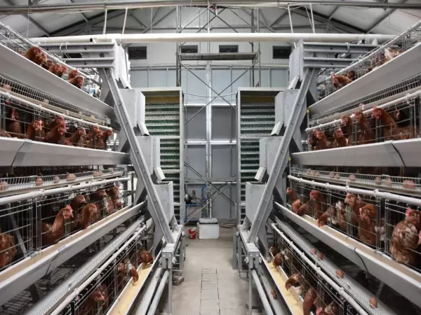 Layer chicken cage, 10,000 - 30,000 layers/house, automatic A type layer chicken cage