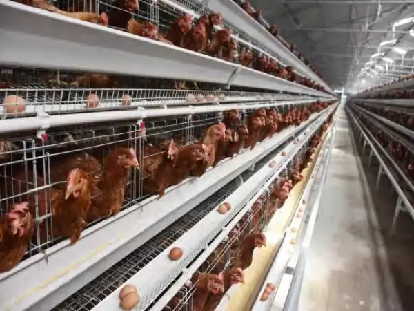 Layer chicken cage, 10,000 - 30,000 layers/house, automatic A type layer chicken cage