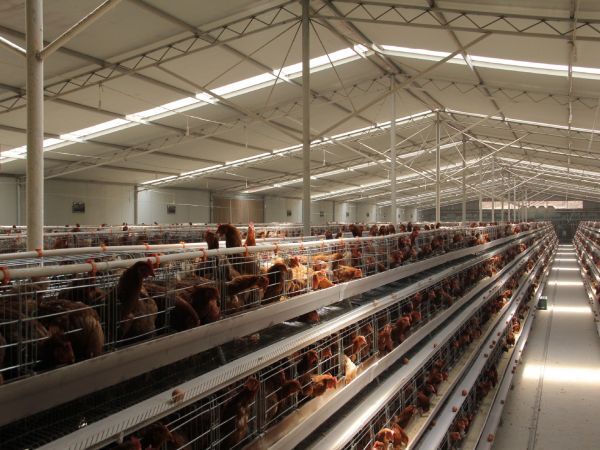Layer chicken cage, 10,000 - 30,000 layers/house, automatic A type layer chicken cage