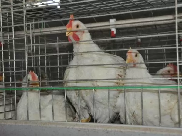 Type 1 broiler battery cage (500 to 30,000 birds)
