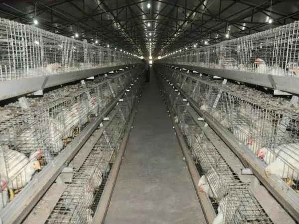 Type 1 broiler battery cage (500 to 30,000 birds)