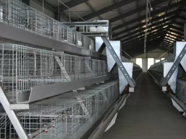 Type 1 broiler battery cage (500 to 30,000 birds)