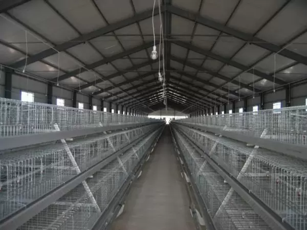 Type 1 broiler battery cage (500 to 30,000 birds)