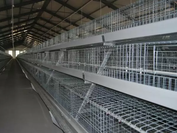 Type 1 broiler battery cage (500 to 30,000 birds)
