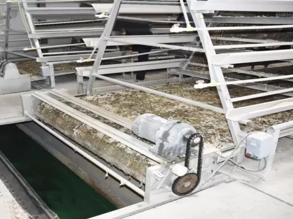 Belt manure removal system