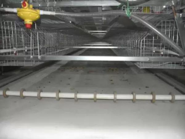 Belt manure removal system