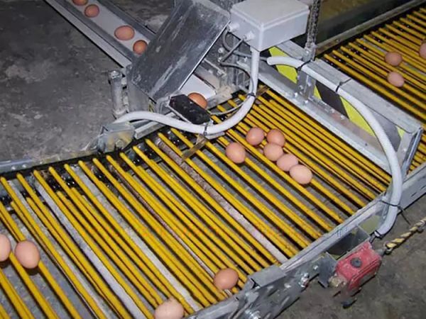 Automatic Terminal Egg Sorting