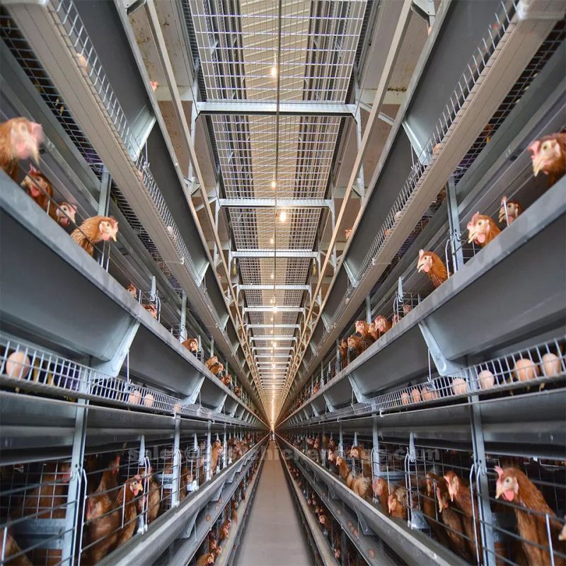 鸡笼或蛋鸡笼H (14).jpg Battery cage for poultry farm in Nigeria market