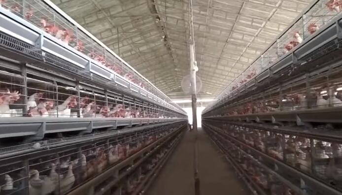 Vanke's layer chicken cages for sale