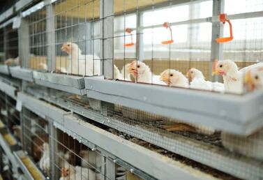 What is the component of automatic broiler cage