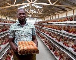 Do you know these on chicken poultry battery cages are specialized enclosures designed for the efficient housing