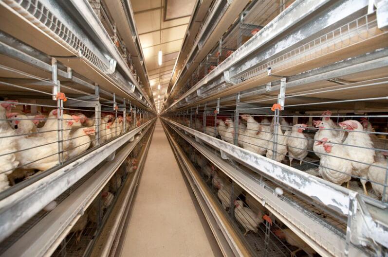 Cages are equipped with automated feeding and watering systems ensuring a constant supply of food and water to the hens