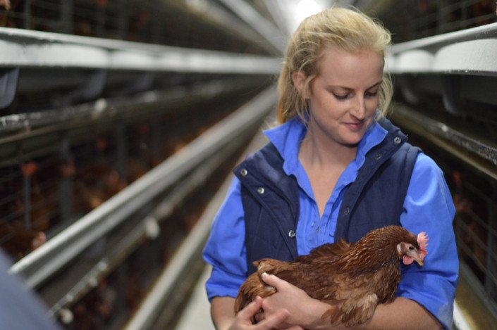 Latest design of layer chicken cage makes chicken rearing easy and bearable for all poultry farmers while  layer