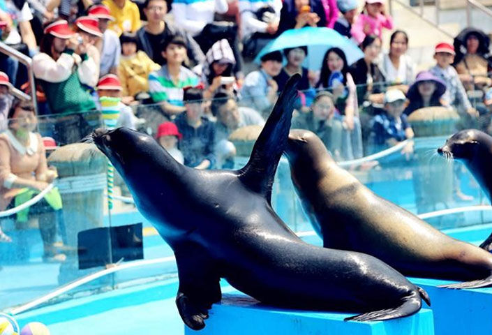 Qingdao Haichang Polar Ocean World