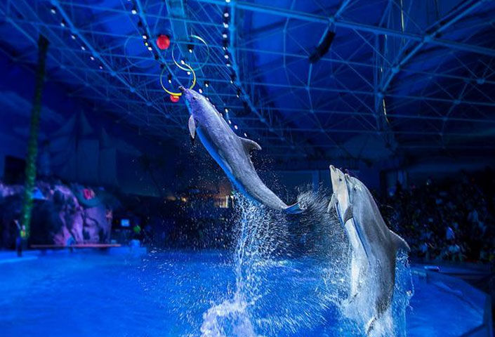 Qingdao Haichang Polar Ocean World