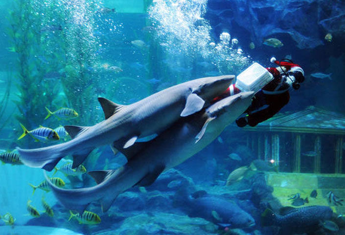 Qingdao Underwater World