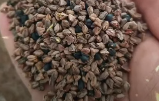 HY tartary buckwheat production line