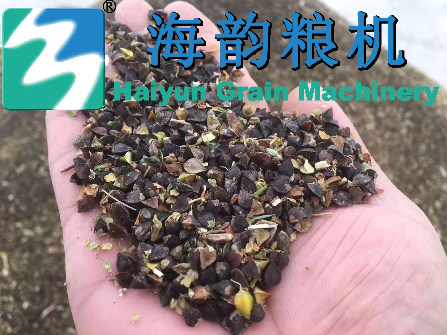 2000 kg/hora de línea de máquina limpia de trigo sarraceno