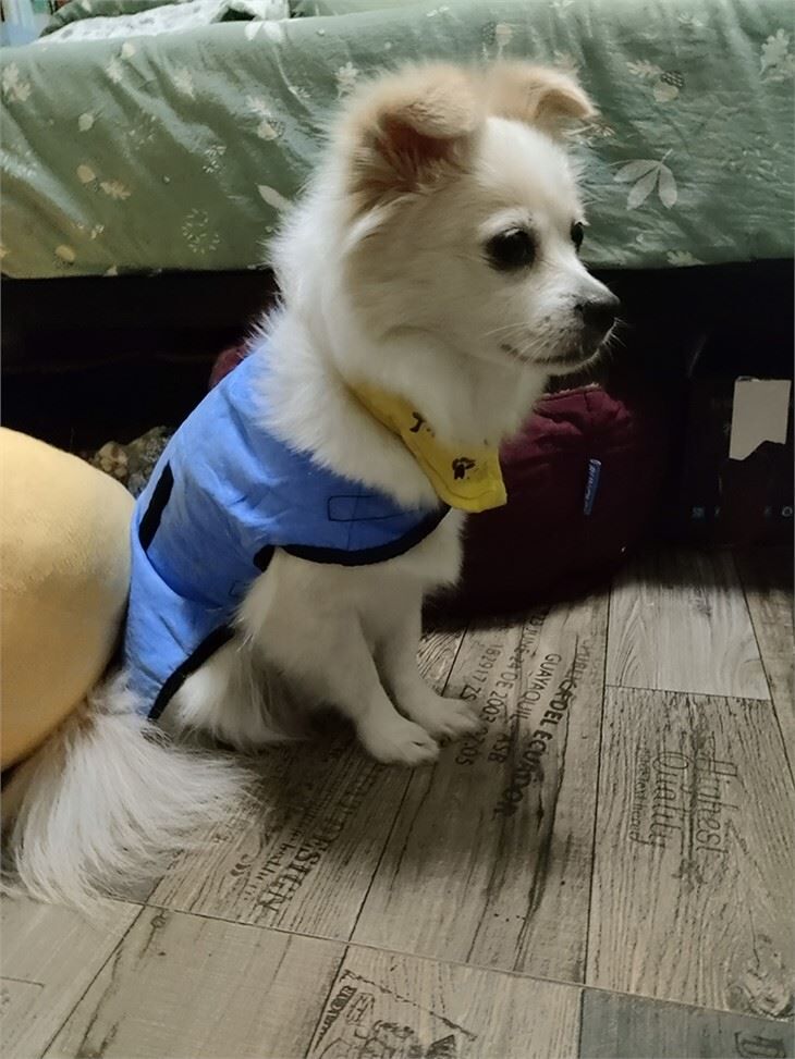 Summer Pet Dog Cooling Coat Vest